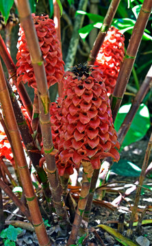 Pineapple ginger or Red wax ginger flowers (Tapeinochilos ananassae) on tropical garden