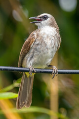 The orange-spotted bulbul (Pycnonotus bimaculatus) is a species of songbird in the bulbul family of passerine birds. It is endemic to Java, Bali and Sumatra.