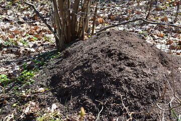 an anthill isolated under a tree growing out of it 