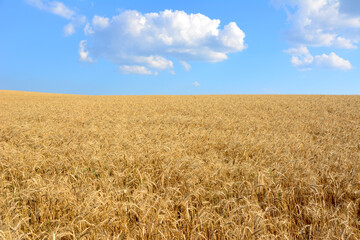 wheat field with blue sky and a white cloud in the sky