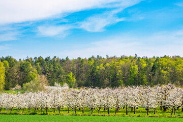 Blooming cherry trees under a white and blue sky in the Franconian Switzerland/Germany