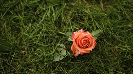 A red rose placed amidst green grass