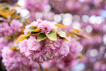 cerisier dans un parc