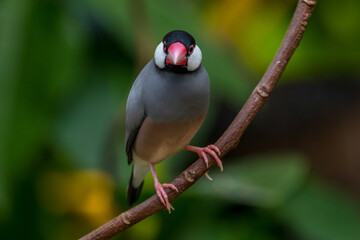 The Java sparrow (Lonchura oryzivora), also known as Java finch, Java rice sparrow or Java rice bird, is a small passerine bird