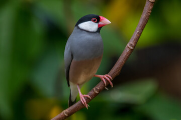 Obraz premium The Java sparrow (Lonchura oryzivora), also known as Java finch, Java rice sparrow or Java rice bird, is a small passerine bird