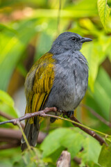 The grey-bellied bulbul (Ixodia cyaniventris) is a species of songbird in the bulbul family. It is found on the Malay Peninsula, Sumatra and Borneo.