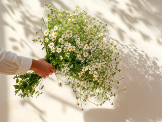 A man's hand holding a large bouquet of daisy flowers, against sunlit white wall with shadows. Flowers from the garden for birthday, anniversary, midsummer celebration.