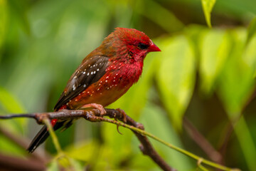 The red avadavat, red munia or strawberry finch, is a sparrow-sized bird of the family Estrildidae. It is found in the open fields and grasslands of tropical Asia and is popular as a cage bird due to 