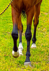 Running horse jumping over grass on hippodrome.