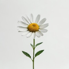 daisy flower on white