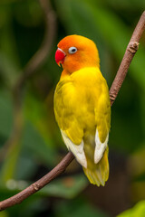 A lovebird (Agapornis) is a type of parrot. There are nine species. They are a social and affectionate small parrot. 