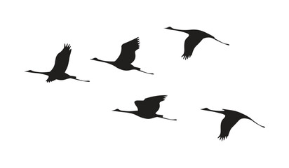 Silhouettes of cranes, the Crane Key, a flock of birds on a white background.