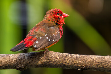 The red avadavat, red munia or strawberry finch, is a sparrow-sized bird of the family Estrildidae. It is found in the open fields and grasslands of tropical Asia and is popular as a cage bird due to 