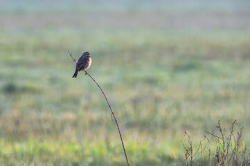 samotny ptak na gałęzi w środku pola - potrzeszcz (Emberiza calandra)