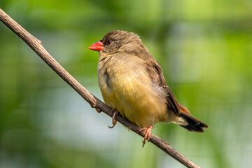 The red avadavat, red munia or strawberry finch, is a sparrow-sized bird of the family Estrildidae....