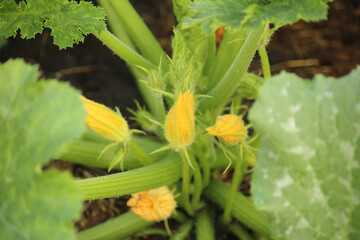 vibrant appearance of zucchini flowers up close. Gardening and culinary contexts as both decorative...