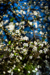 blossom in spring