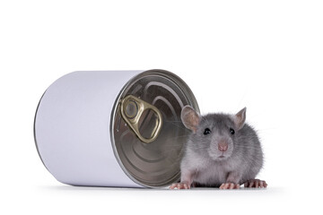 Cute young blue rat sitting in front of food can. Looking towards camera, isolated on a white background.