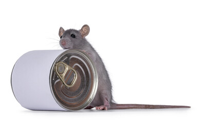 Cute young blue rat standing with front paws on food can. Looking towards camera, isolated on a white background.