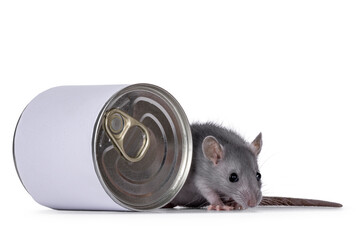 Cute young blue rat sitting beside food can. Looking towards camera, isolated on a white background.