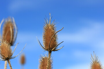 A bunch of dried up flowers are in the sun with a blue sky in the background