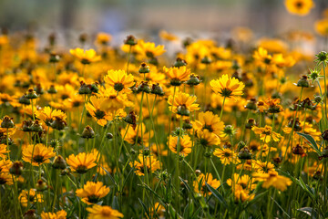 Obraz premium View of the yellow flower field