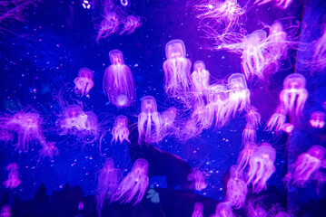 Beautiful colorful poisonous box jellyfish, Jellyfish in aquarium with black background. Selective focus.