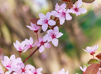 Sakura flowers bloomed in a park in Ukraine