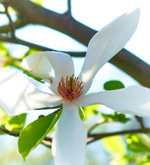 magnolia flowers bloomed in a park in Ukraine