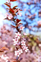 Sakura flowers bloomed in a park in Ukraine