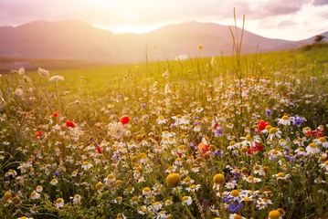 Gartenposter Wild flowers on summer meadow in sunlight © Maresol