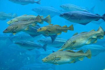 Cods (Gadus morhua) and saithes (Pollachius virens) fish in the Atlantic Sea Park in Alesund, Norway.