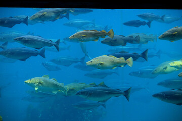 Cods (Gadus morhua) and saithes (Pollachius virens) fish in the Atlantic Sea Park in Alesund, Norway.