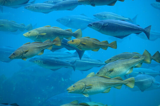 Cods (Gadus morhua) and saithes (Pollachius virens) fish in the Atlantic Sea Park in Alesund, Norway.