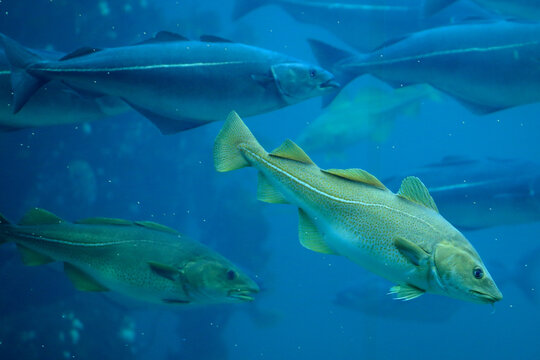 Cods (Gadus morhua) and saithes (Pollachius virens) fish in the Atlantic Sea Park in Alesund, Norway.