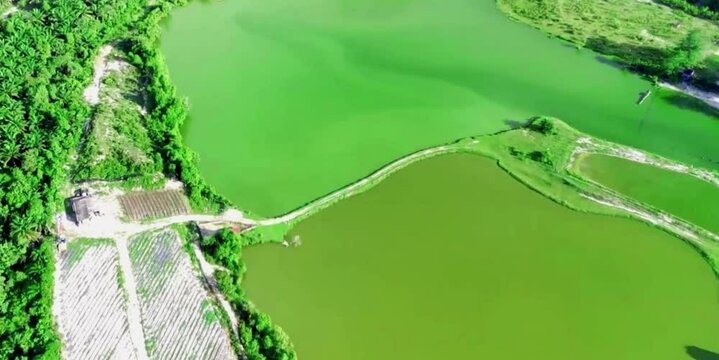 aerial video of freshwater lakes and swamps around oil palm plantation areas