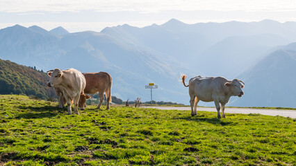Cows grazing at Col d'Aspin in the French Pyrenees.