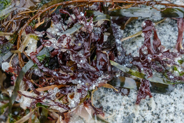 Unhatched, unviable or dead Pacific herring eggs remain stuck to seaweed on a rocky beach approximatley two weeks after spawning season.