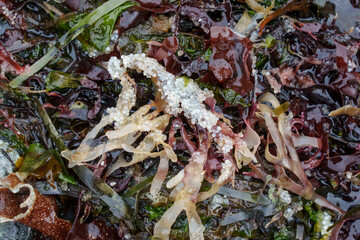 Unhatched, unviable or dead Pacific herring eggs remain stuck to seaweed on a rocky beach...