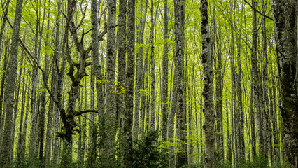 Valle de Belagua, Navarra, Spain: "Mata de Haya" beech forest