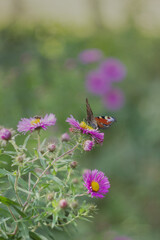 motyl © Michalina