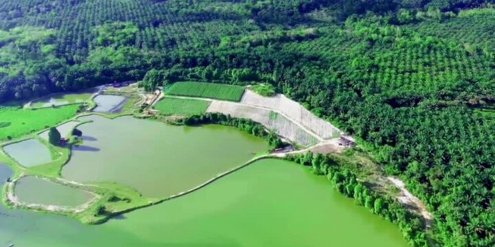 aerial video of freshwater lakes and swamps around oil palm plantation areas