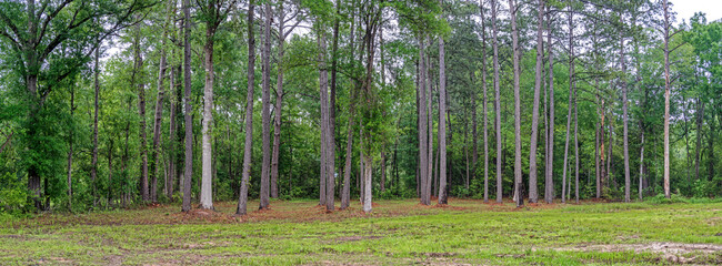 Panoramic Forest view with tall pine trees and Oak trees in Southeastern Texas