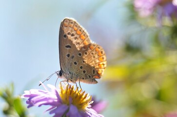 butterfly on flower