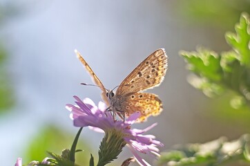 butterfly on a flower