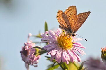 butterfly on flower