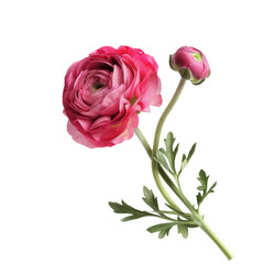 Pink color buttercup isolated on transparent background. - 781474246