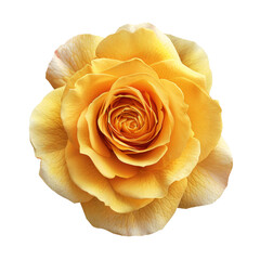 Beautiful single yellow rose isolated
