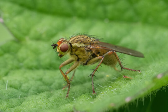 Closeup on a Golden dung fly, Scathophaga stercoraria, on a green leaf