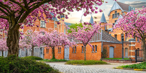 Spring season in Ghent, Belgium. Pink blooming Japanese cherry blossom trees in cobblestone street...